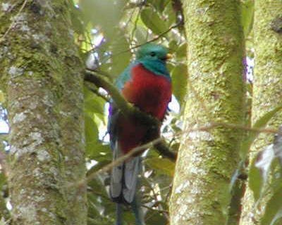 Resplendent Quetzal - photo by J. Doyle