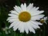 Shasta Daisy - photo by Mario Chong