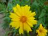 Coreopsis - photo by Mario Chong