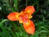 Tigridia Lily - photo by Mario Chong