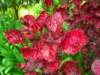 Blood Leaf - photo by Mario Chong
