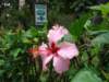 Hibiscus - photo by Mario Chong