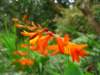 Crocosmia - photo by Mario Chong