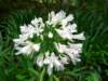 Agapanthus - photo by Mario Chong