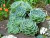 Aeonium or Hen & Chicks - photo by Mario Chong