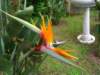 Strelitzia or Bird of Paradise - photo by Mario Chong