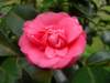 Camelia - photo by Mario Chong
