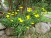 Coreopsis - photo by Mario Chong