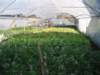 invernadero - greenhouse