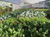 invernadero - greenhouse