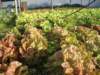 invernadero - greenhouse