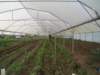 invernadero - greenhouse