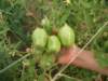 tomate - tomato