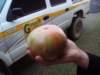 tomate - tomato